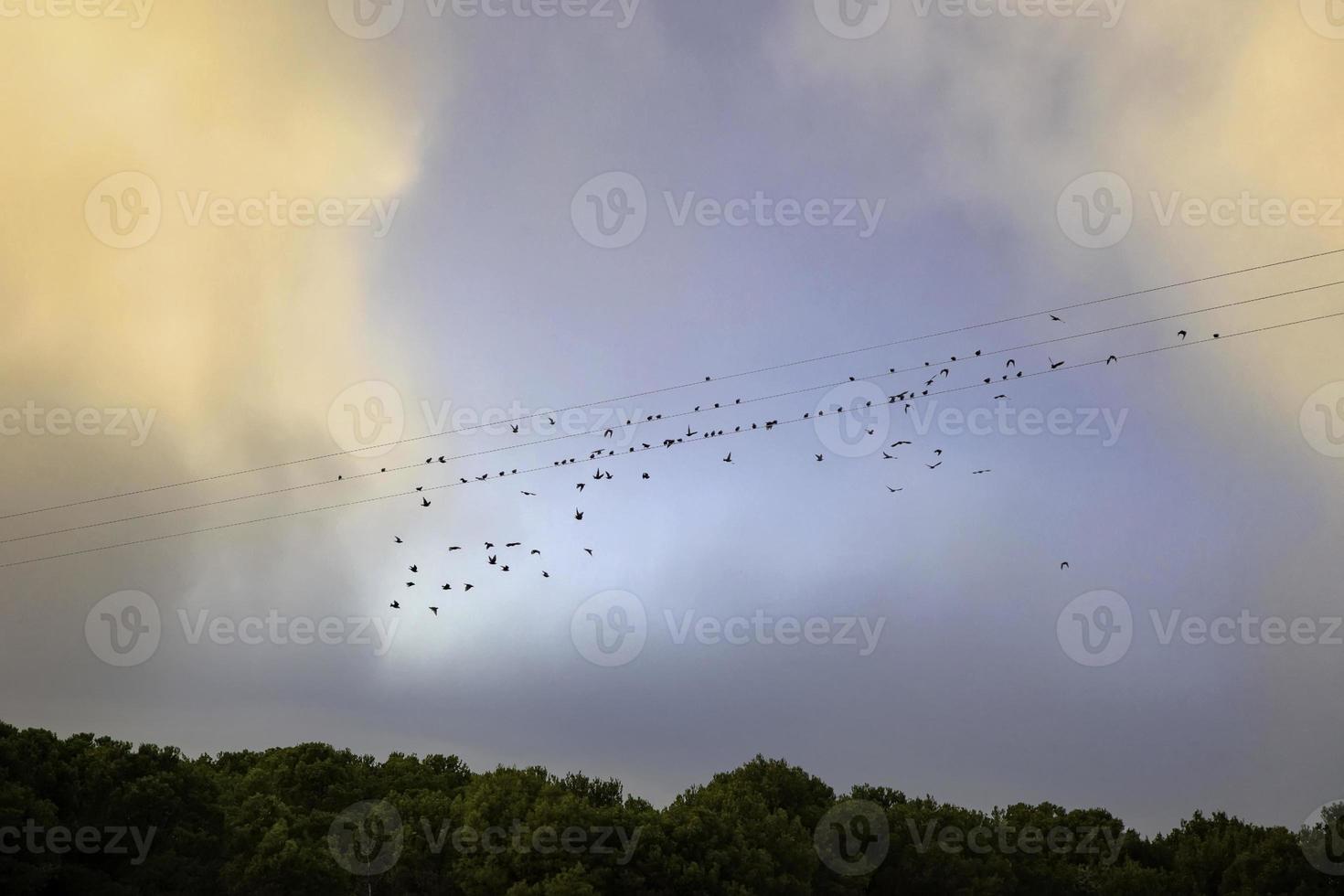 fåglar som flyger i himlen foto