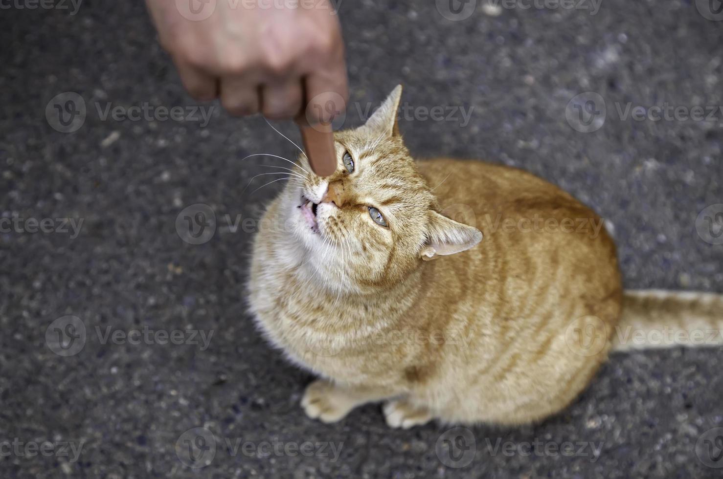 herrelösa katter äter på gatan foto