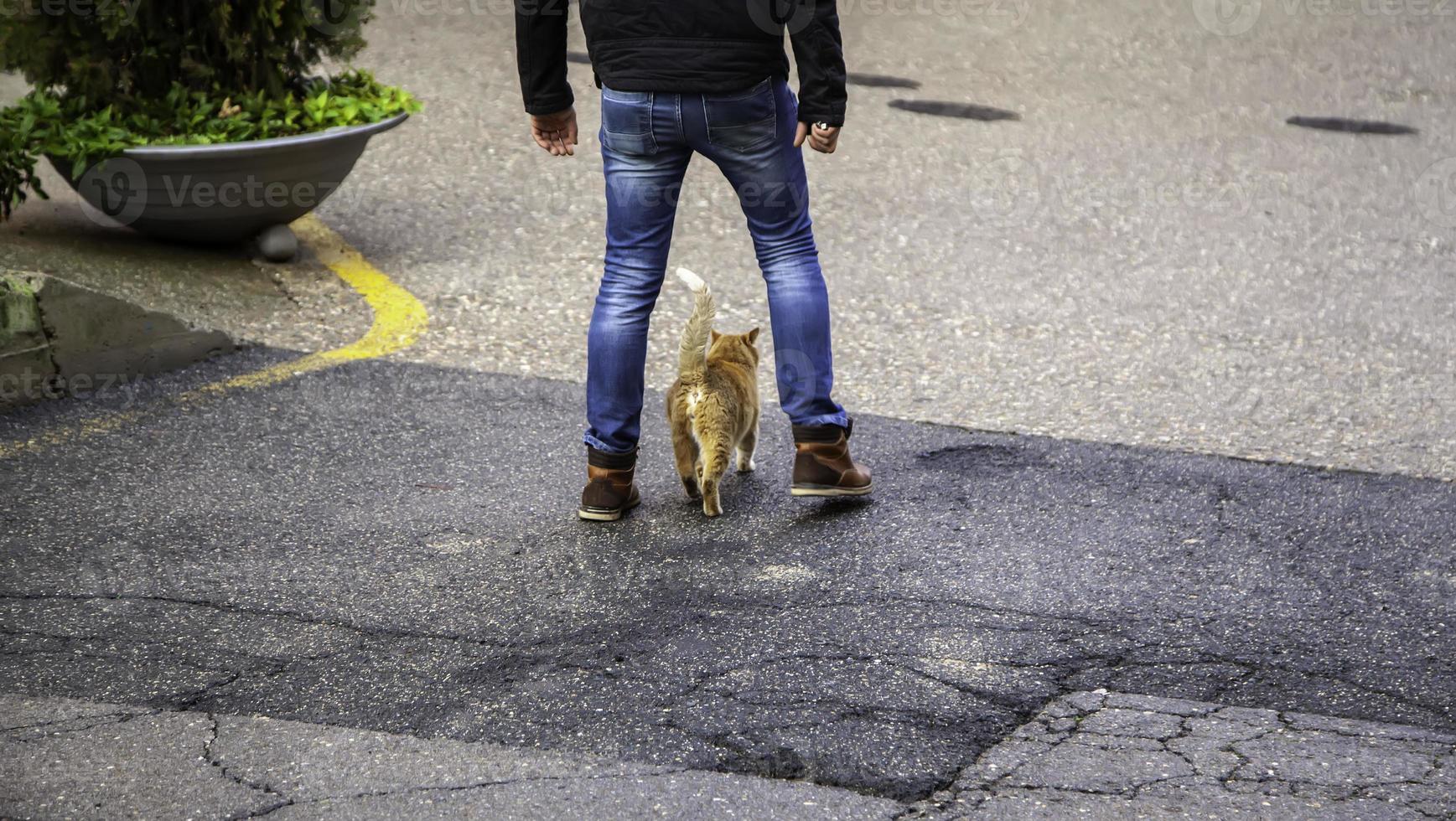 övergivna gatakatter foto