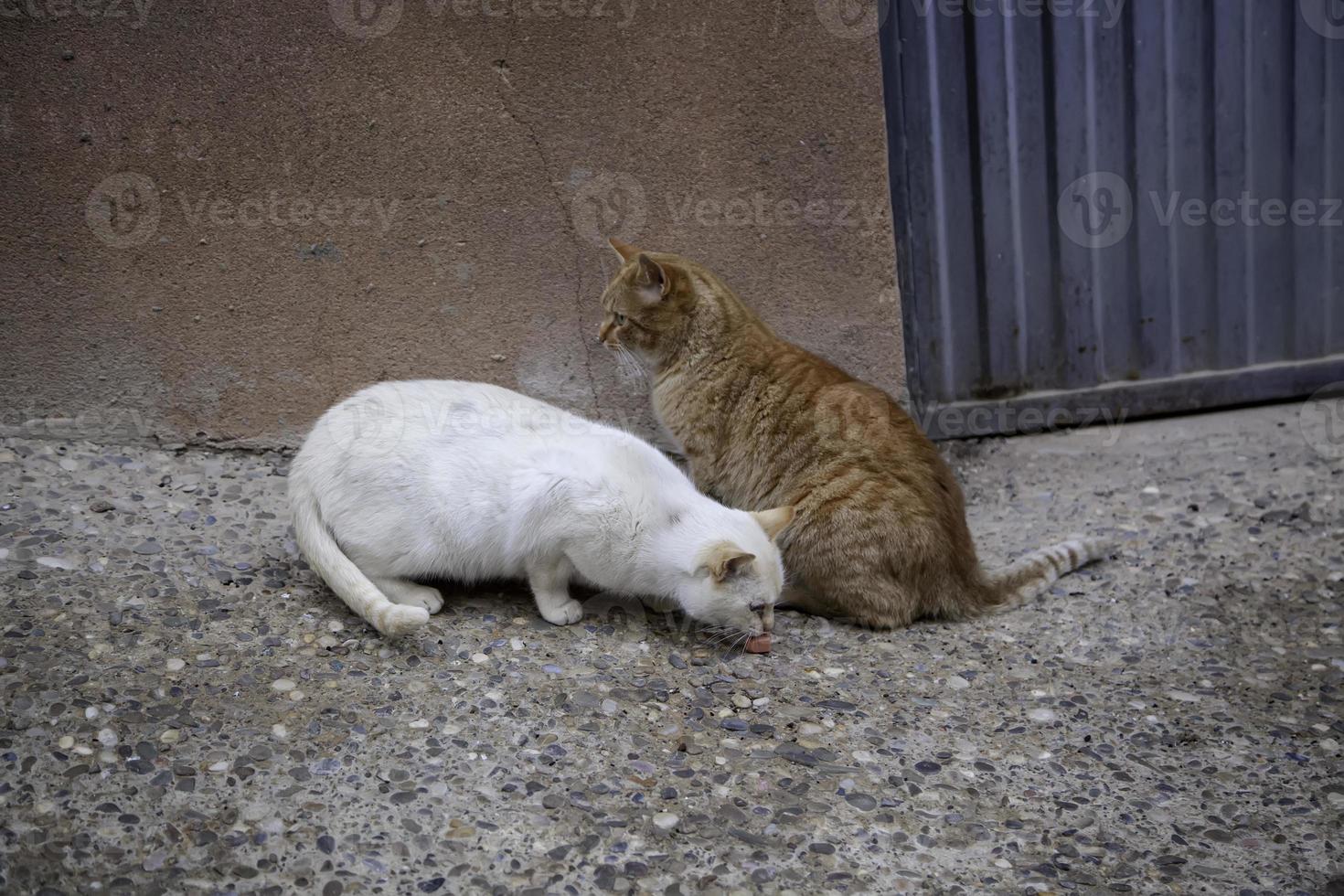 herrelösa katter äter på gatan foto