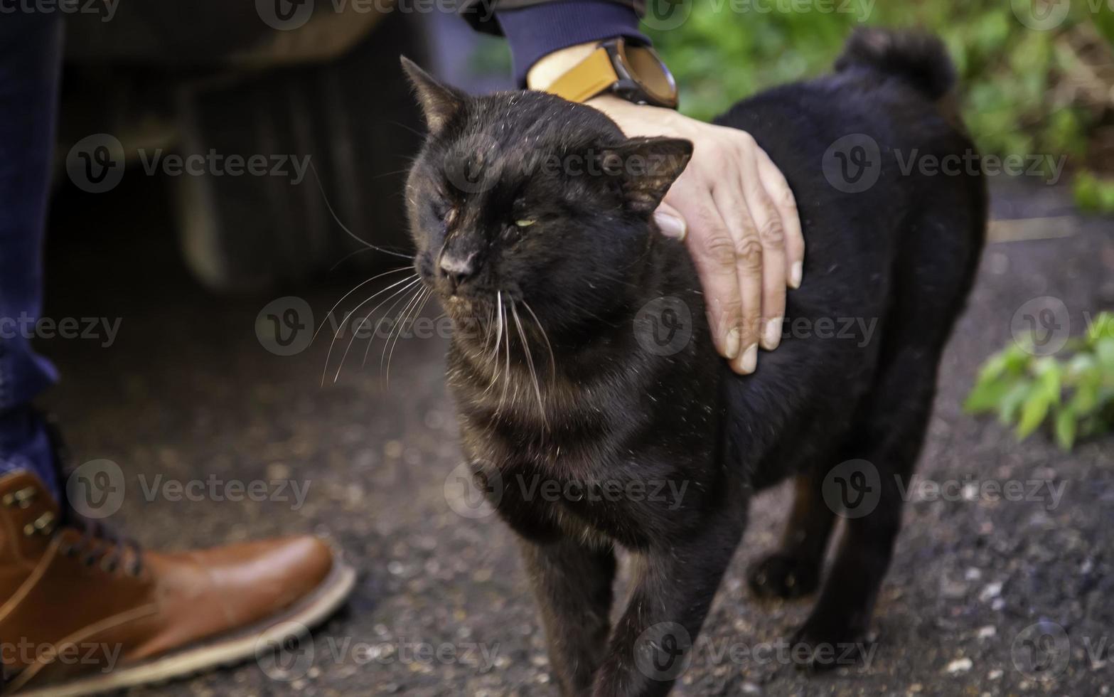 svart katt på gatan foto