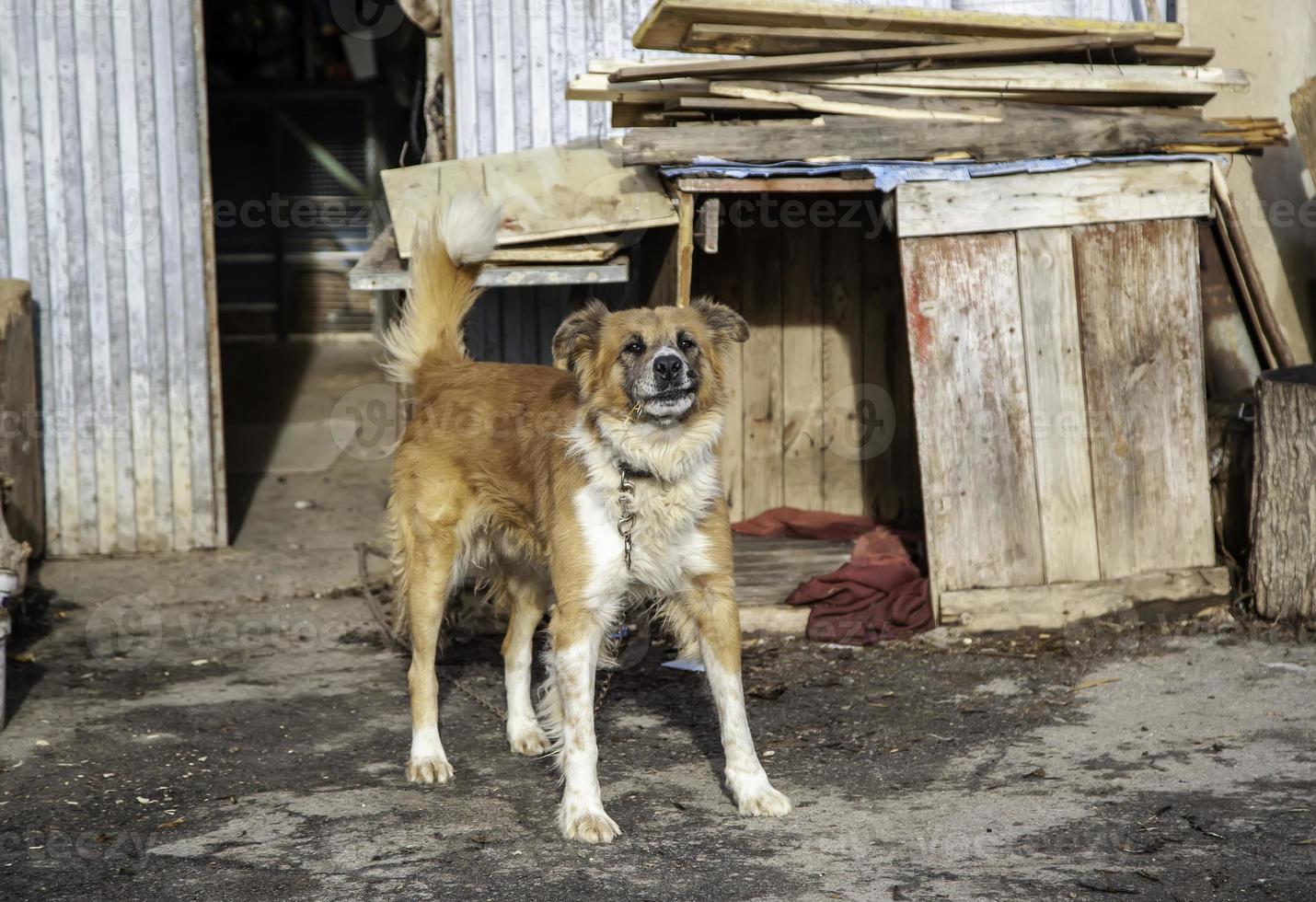 hund i kennel foto