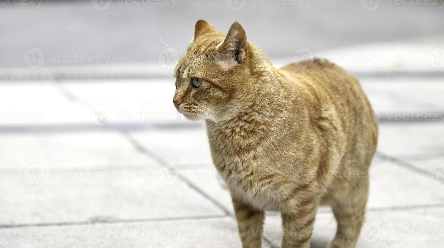 orange tabby katt foto