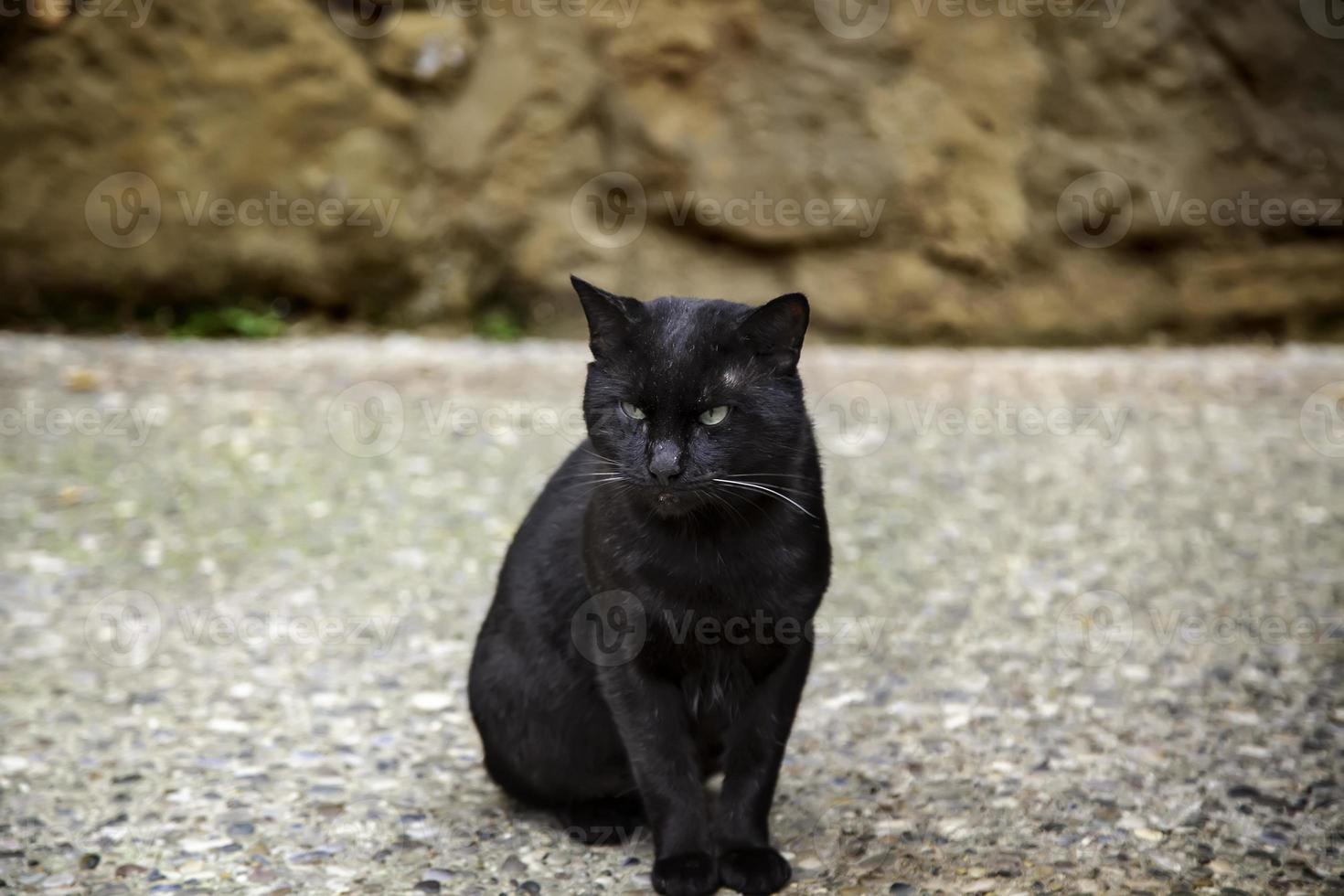 herrelösa katter i staden foto