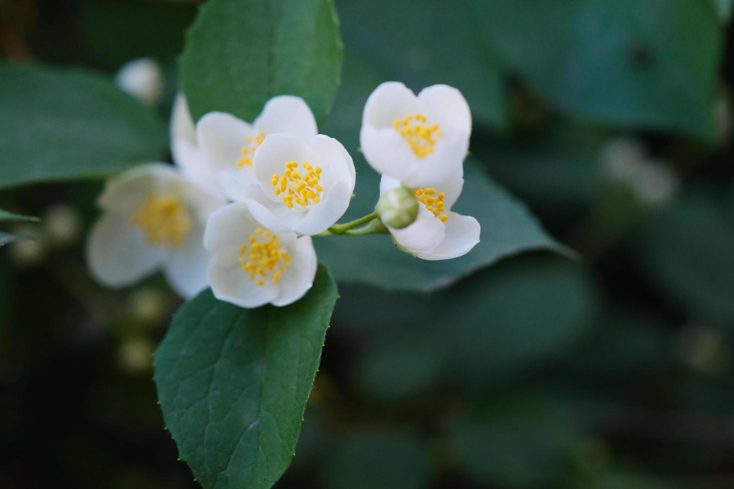 vackra vita philadelphus blommor med gröna blad foto