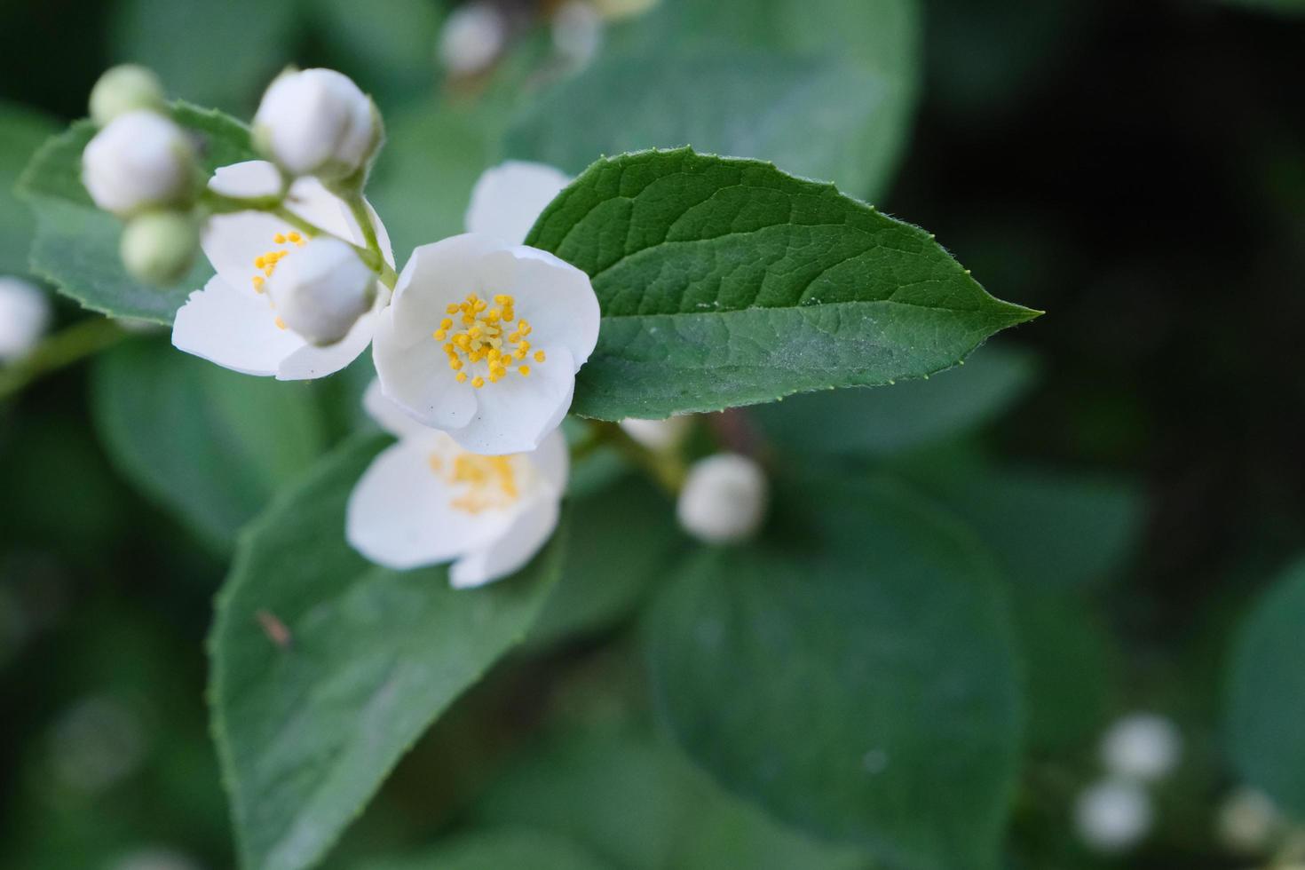 vackra vita philadelphus blommor med gröna blad foto