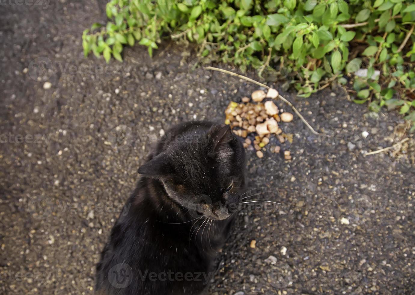 herrelösa katter äter på gatan foto