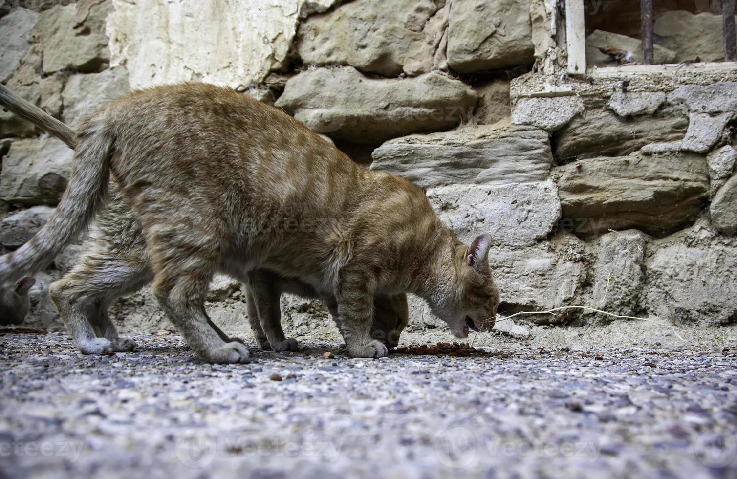 herrelösa katter äter på gatan foto