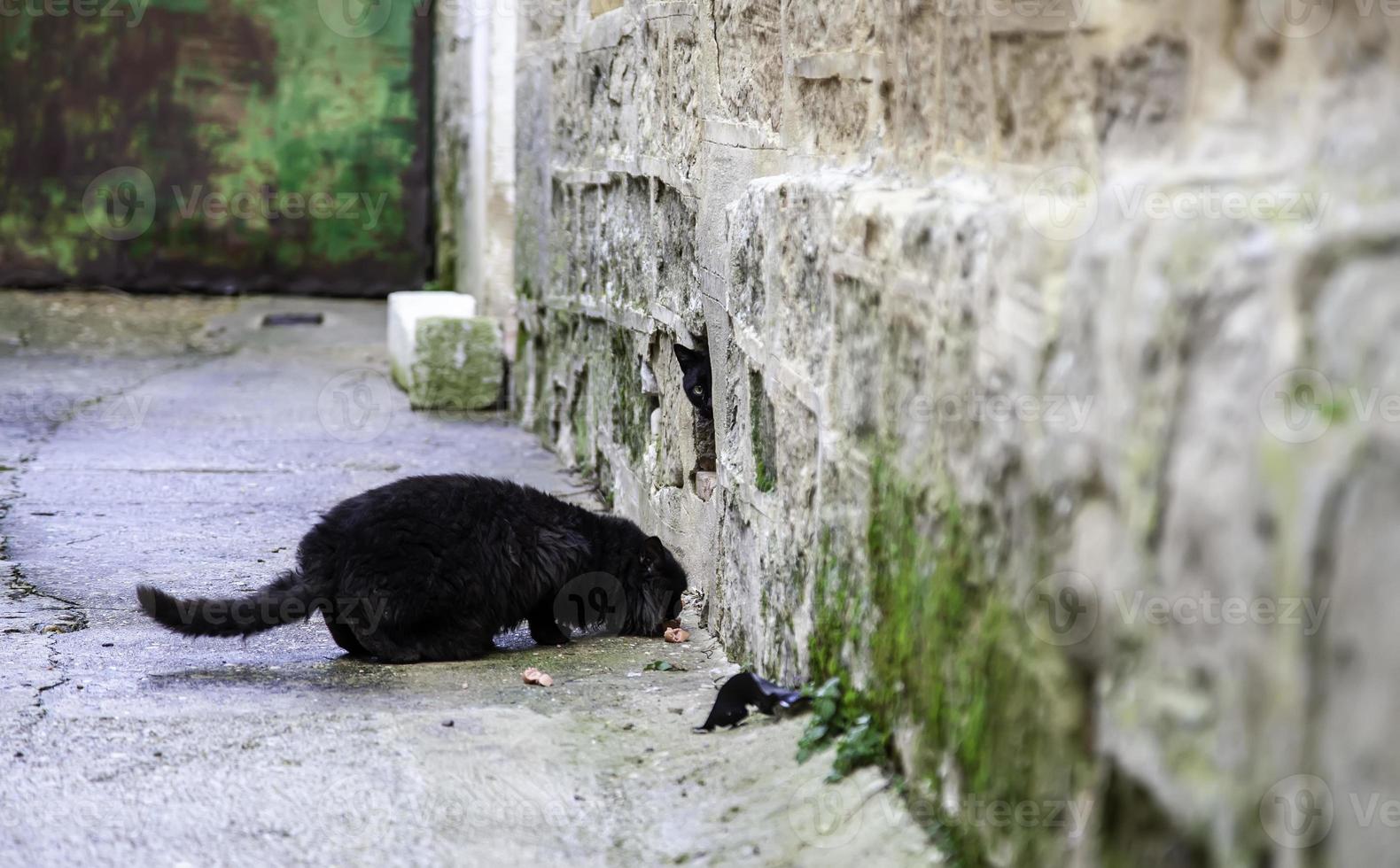 hemlös svart katt som äter på gatan foto