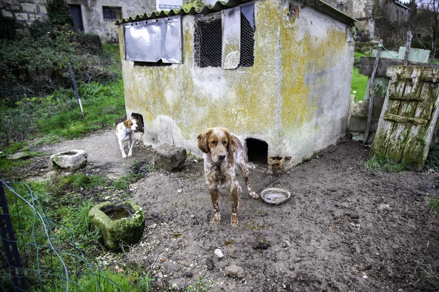 hund i kennel foto