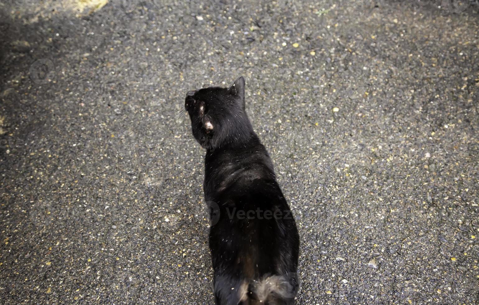hemlös svart katt som äter på gatan foto