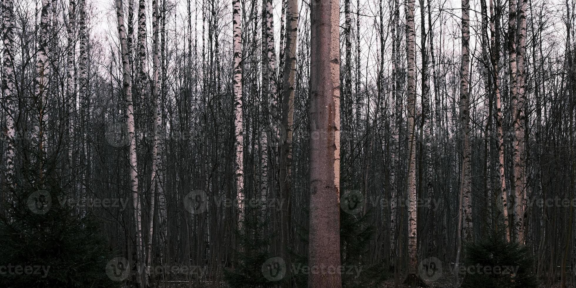 mysterium höst skog panorama i morgondimman foto