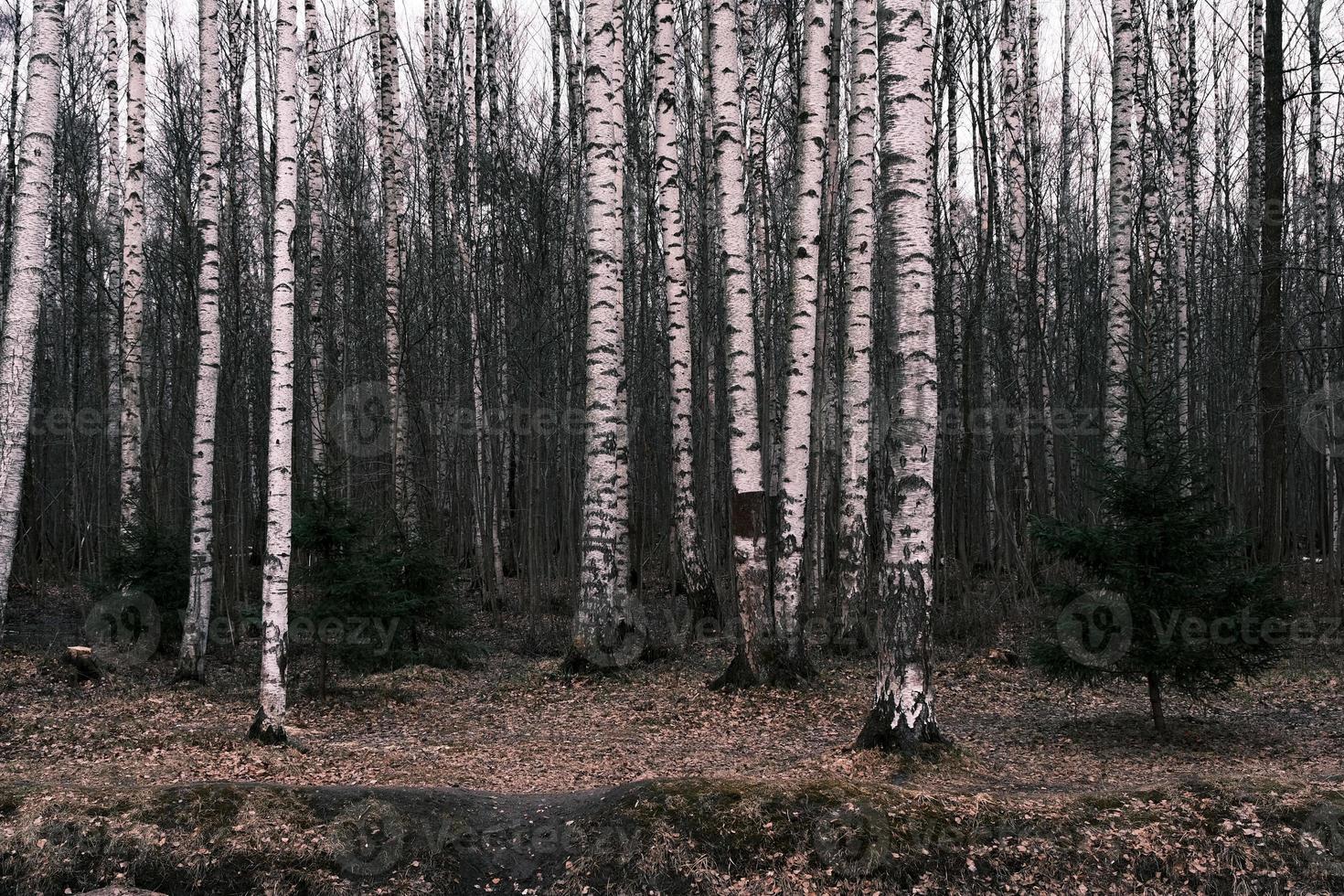 mysterium höst skog panorama i morgondimman foto