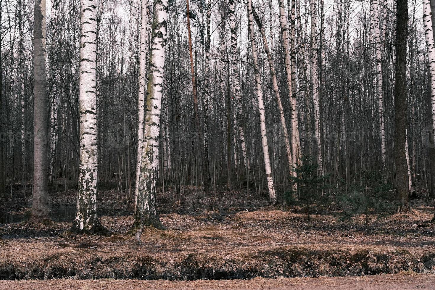 mysterium höst skog panorama i morgondimman foto