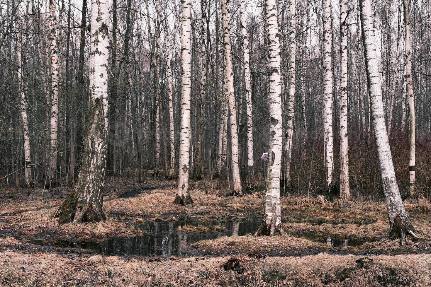 mysterium höst skog panorama i morgondimman foto