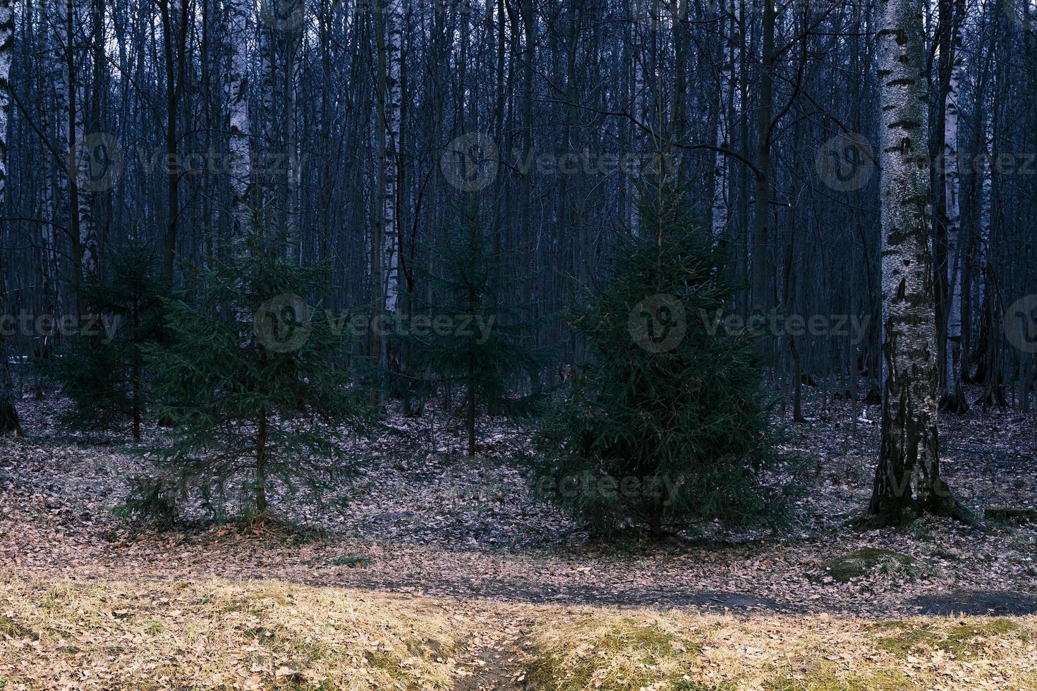 mysterium höst skog panorama i morgondimman foto