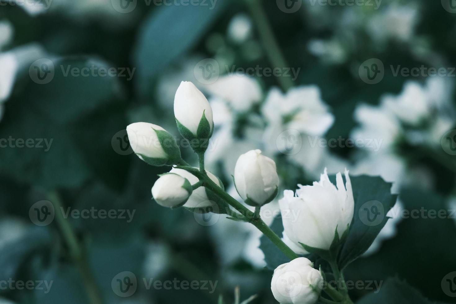 blommande vita jasminblommor på busken med gröna blad foto