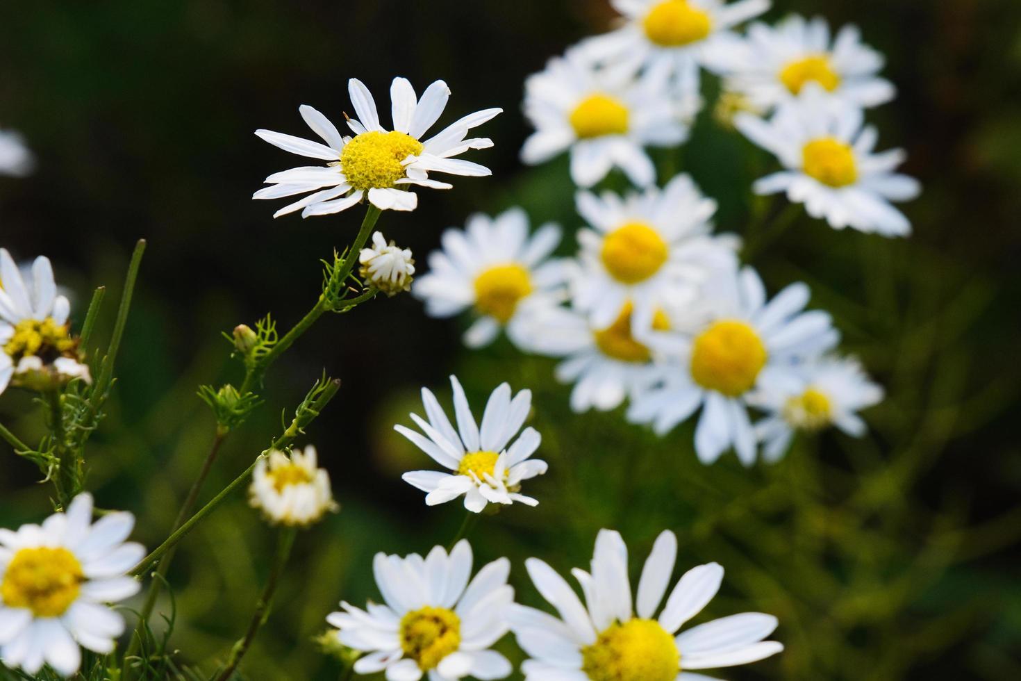 blommande gula kamomillblommor med vita kronblad i ett fält foto