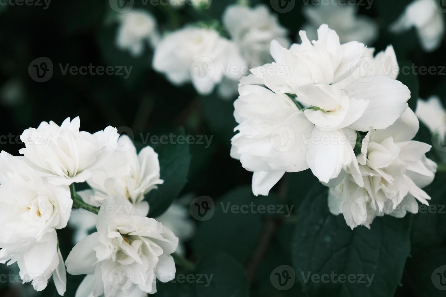 blommande vita jasminblommor på busken med gröna blad foto