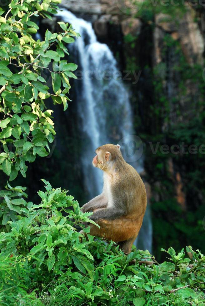 rhesus macaque, macaca mulatta eller apa som sitter på ett träd framför vattenfallet foto