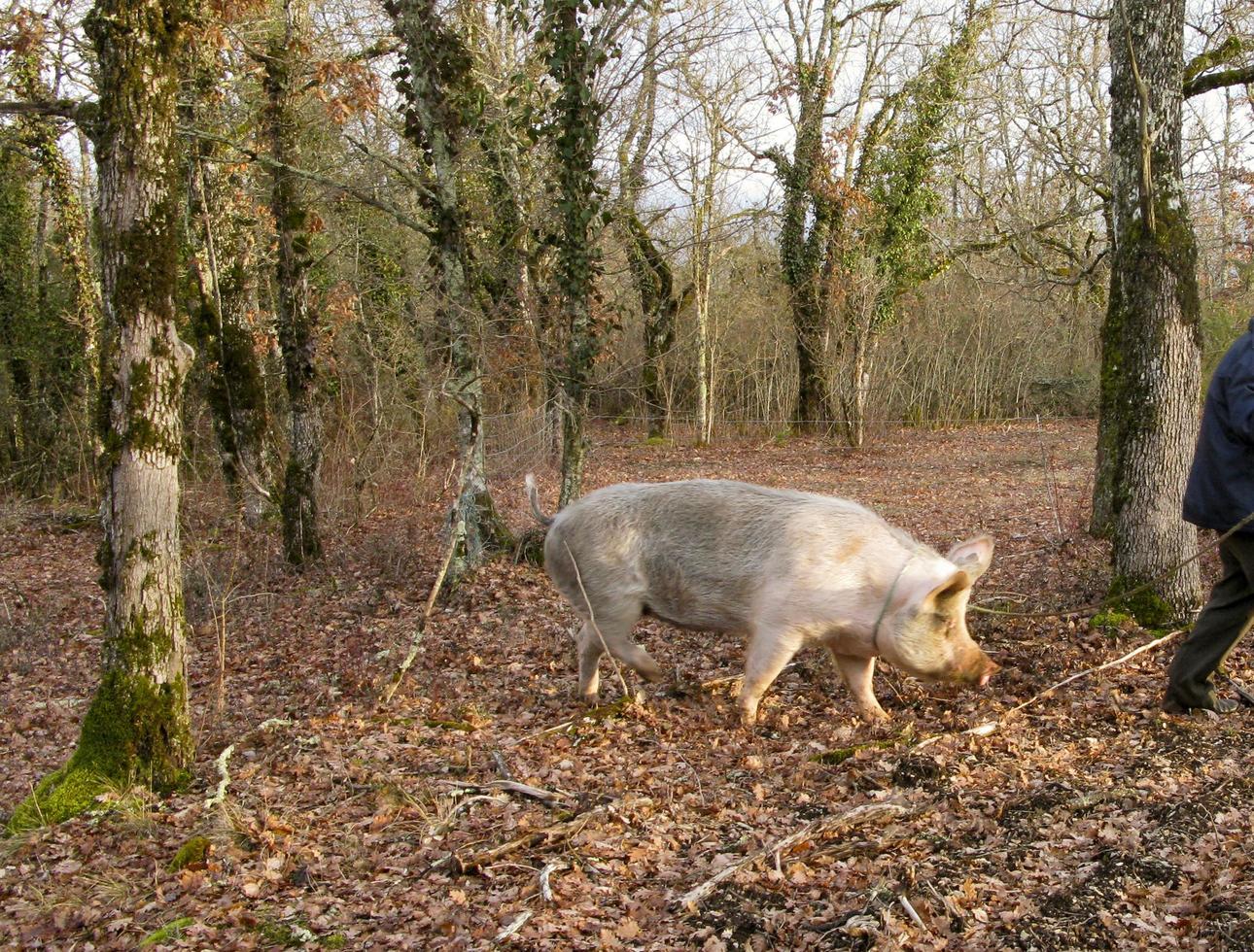 forskare av svart tryffel med gris i perigord, Frankrike foto