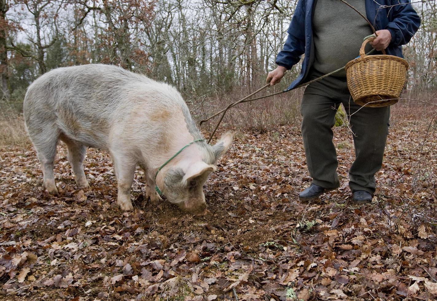 skörd av svarta tryffel med hjälp av en gris i lalbenque, Frankrike foto