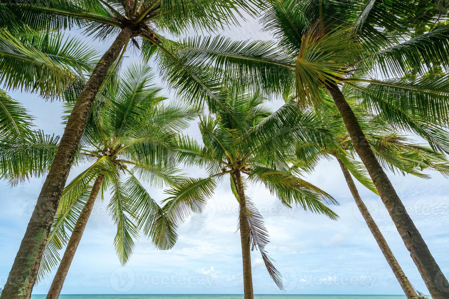 sommarsäsong bakgrund av fantastiska kokospalmer foto