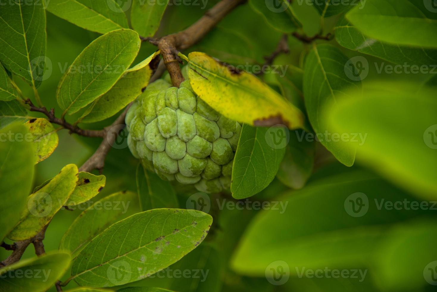 vaniljsås äpplen eller socker äpplen eller annona squamosa linn. växer på ett träd. foto