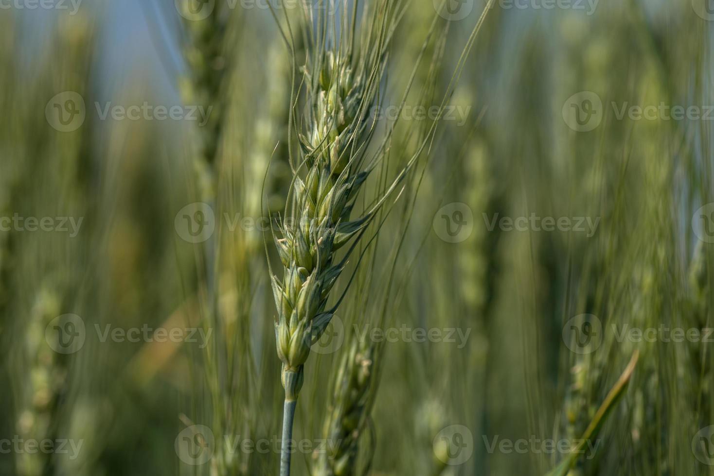 grönt vete på ekologisk gårdsfält foto