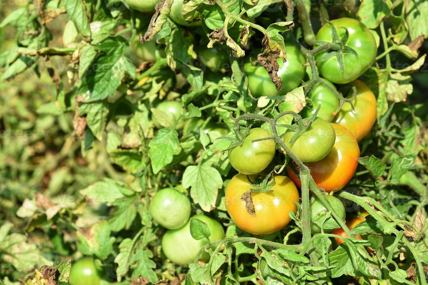 färsk tomatväxt i ekologisk gård foto