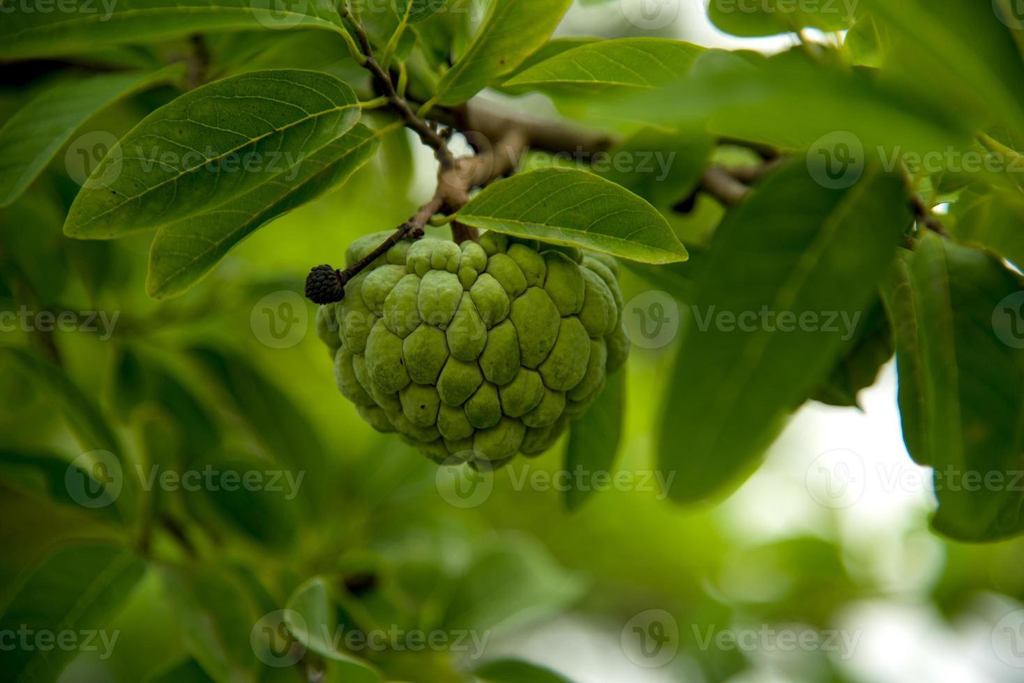 vaniljsås äpplen eller socker äpplen eller annona squamosa linn. växer på ett träd. foto