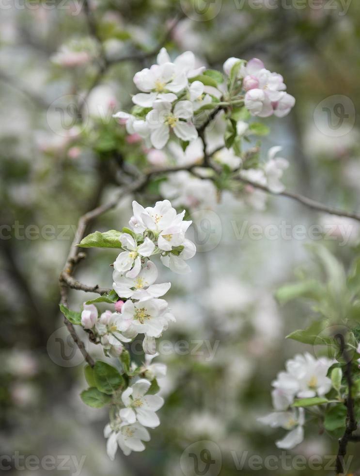 vackra blommor på en gren av ett äppelträd foto