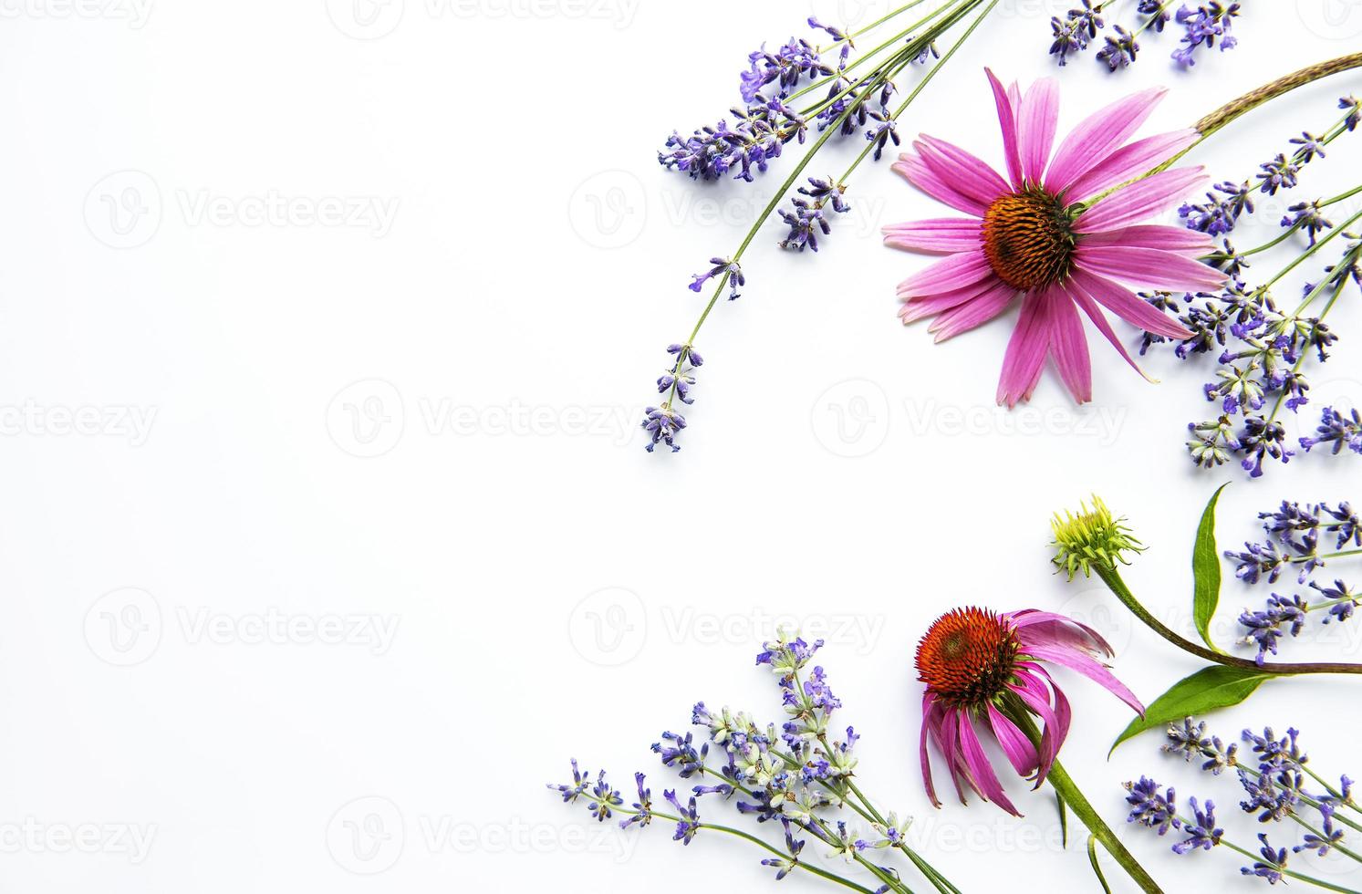 Echinacea och lavendel blommor platt låg. vit bakgrund. foto