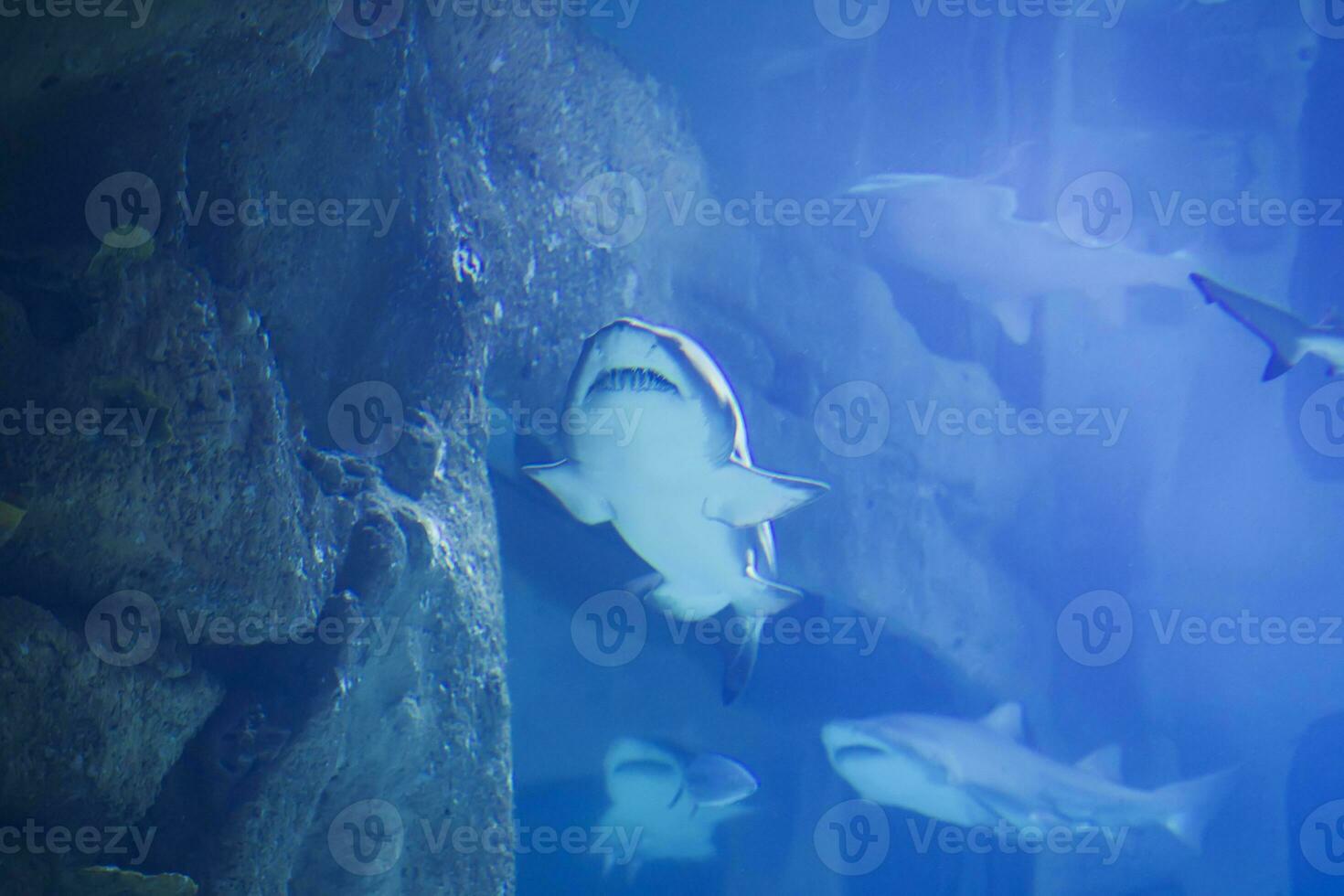 enorm tropisk haj i blå vatten.haj i de akvarium foto