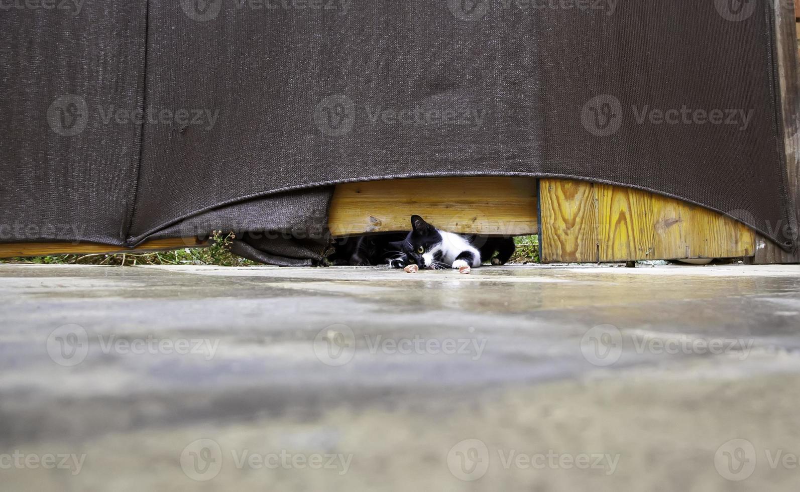 herrelösa katter äter på gatan foto