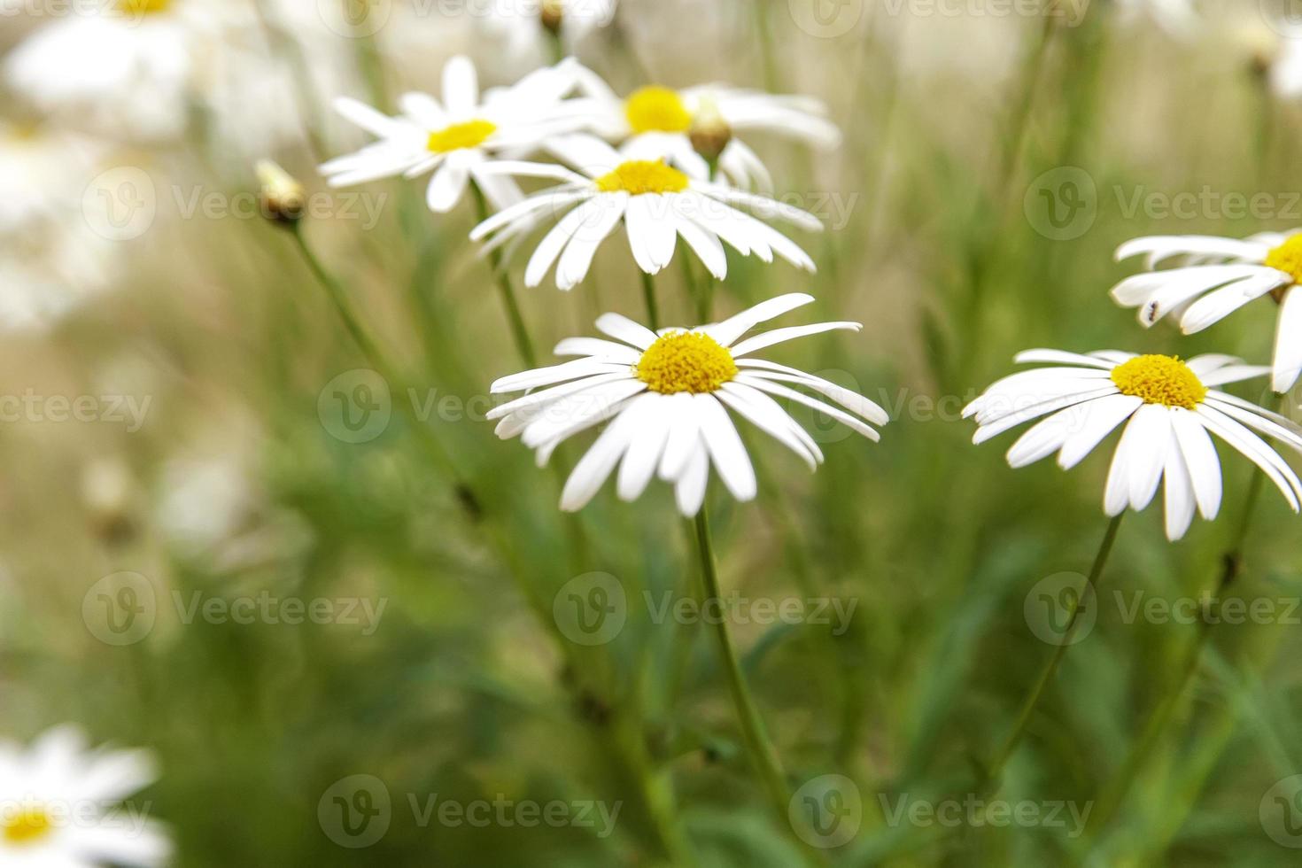 prästkragar i ett fält foto