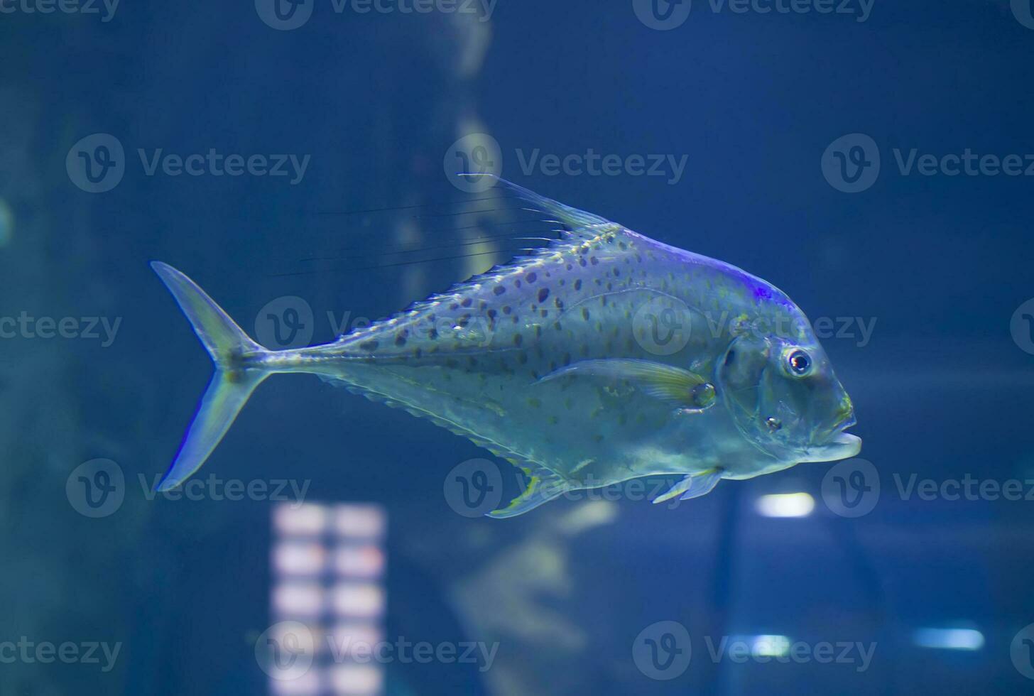 stor tropisk fisk på en blå bakgrund foto