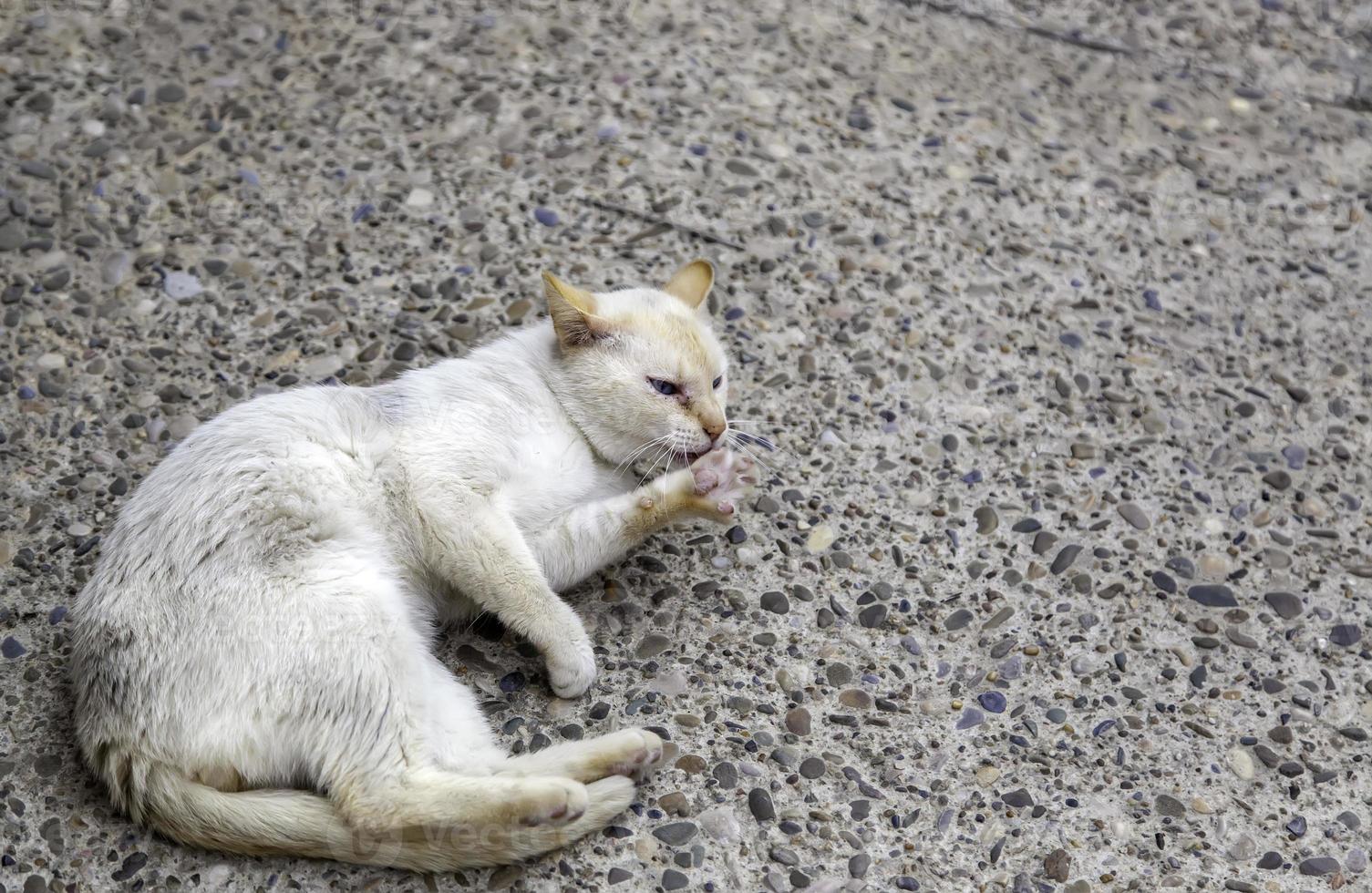 vit katt som ligger på gatan foto