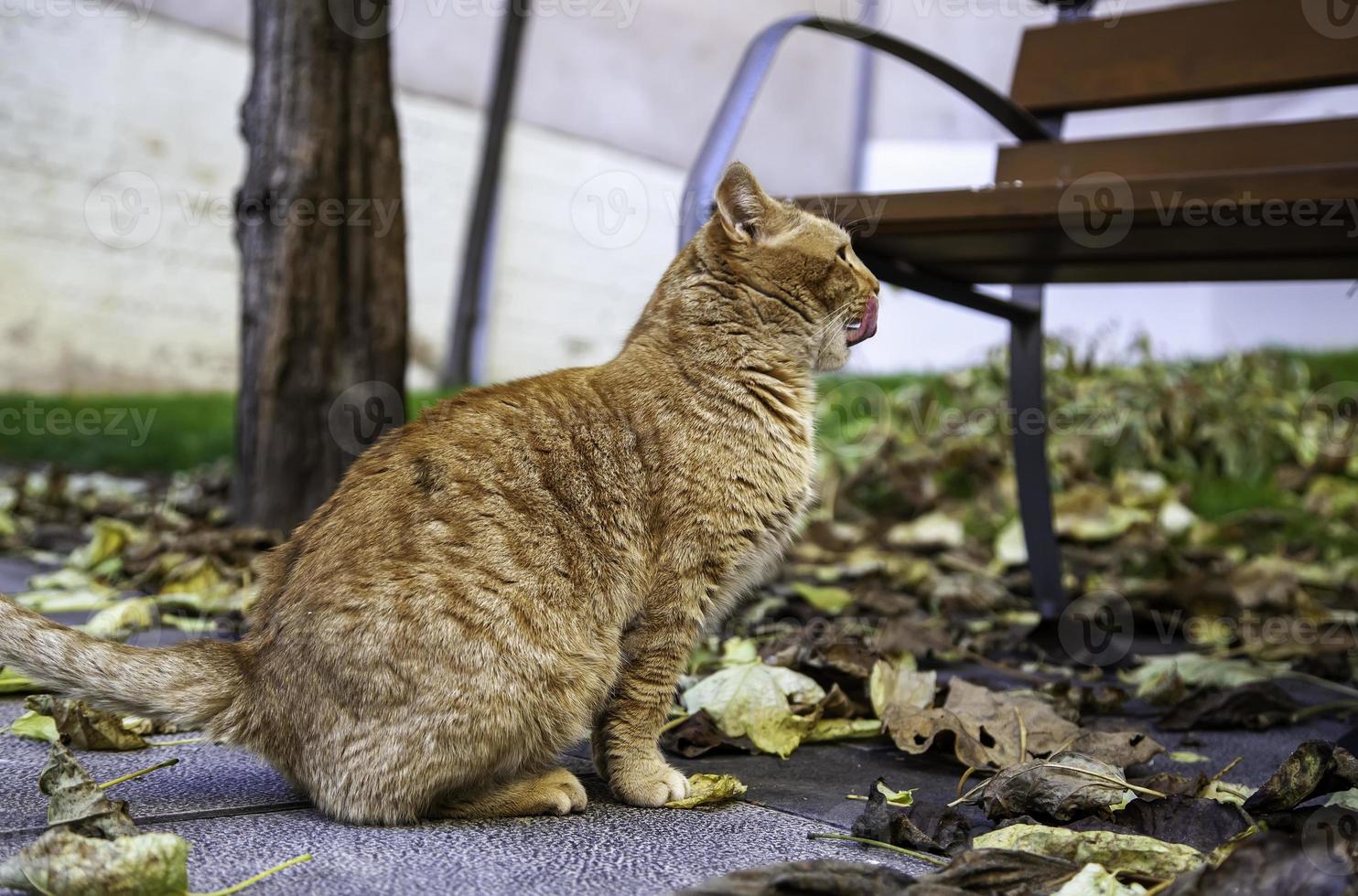 orange katt vilar gata foto