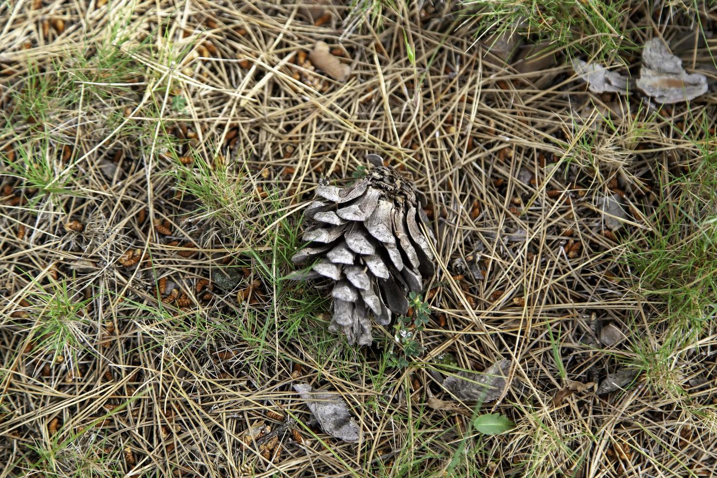 torkad ananas i en skog foto