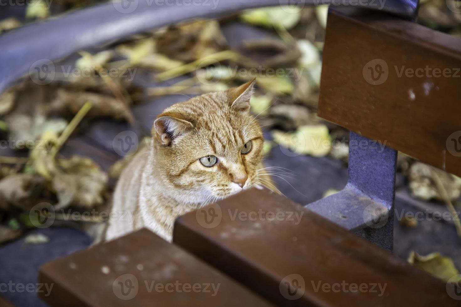 orange katt vilar gata foto