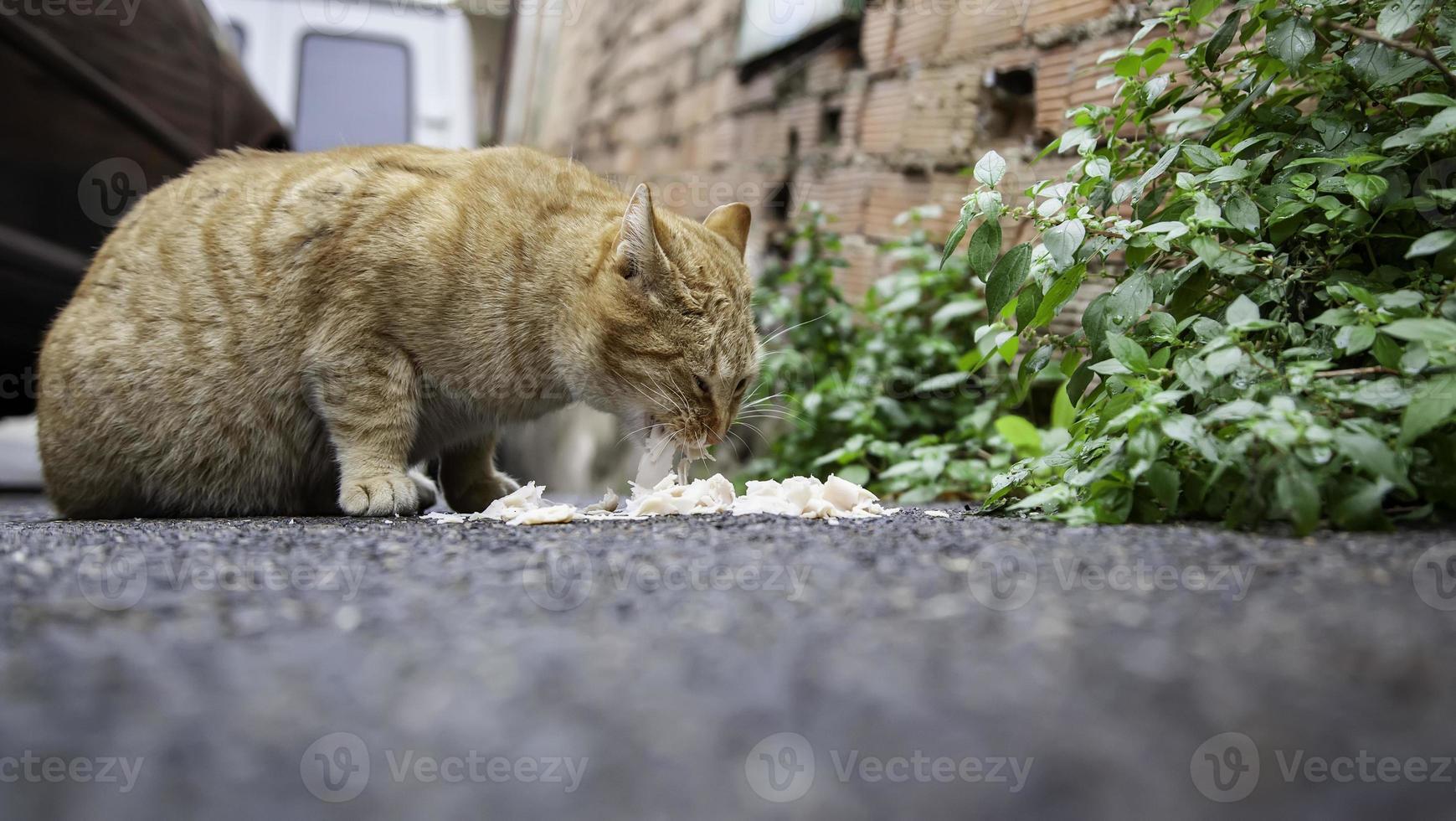 herrelösa katter äter på gatan foto