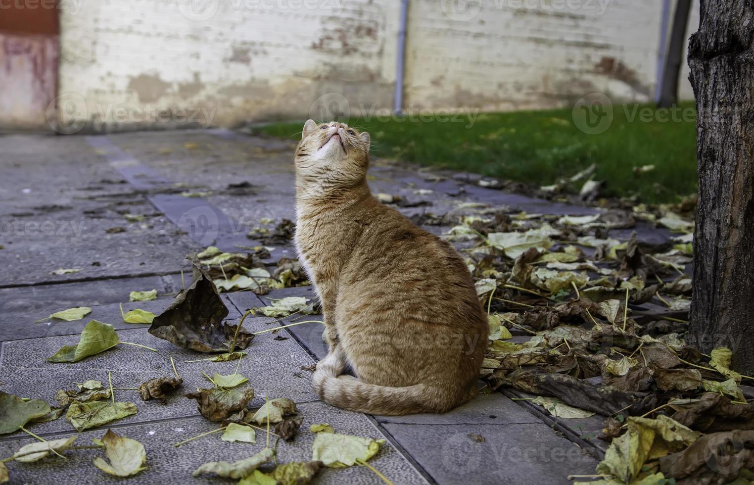 orange katt vilar gata foto