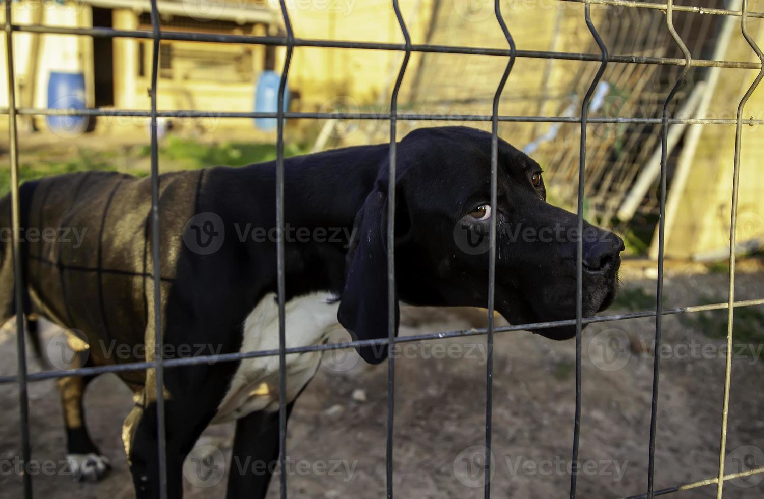 hund i kennel foto