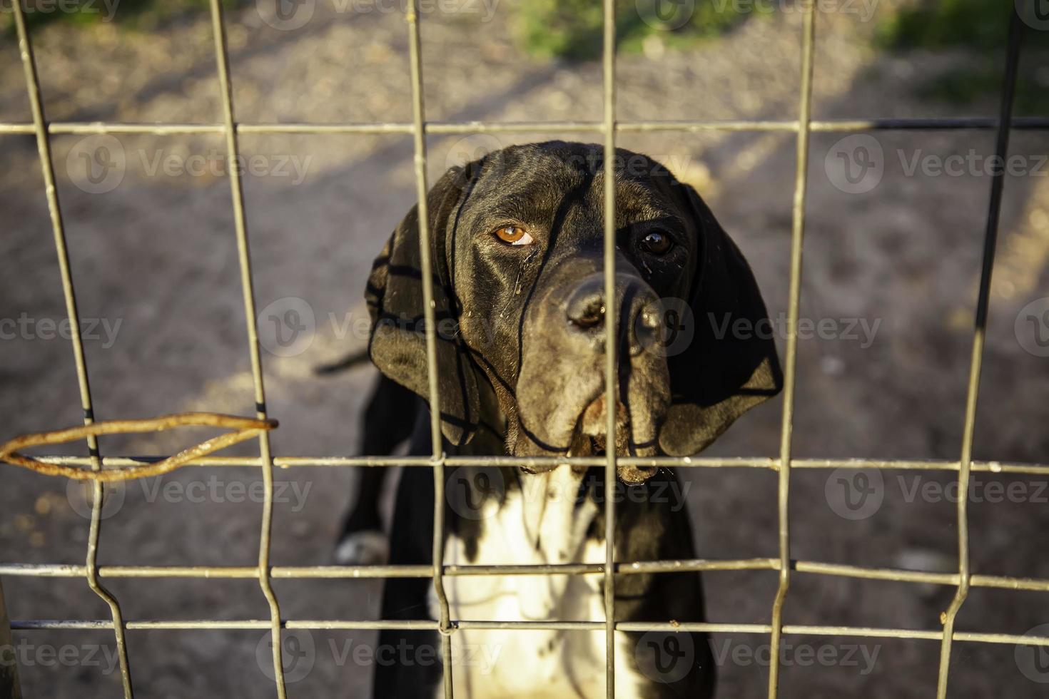 hund i kennel foto