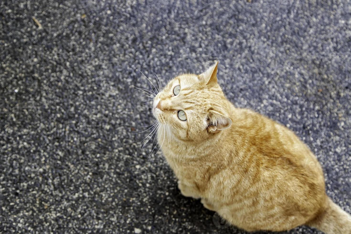 orange katt vilar gata foto