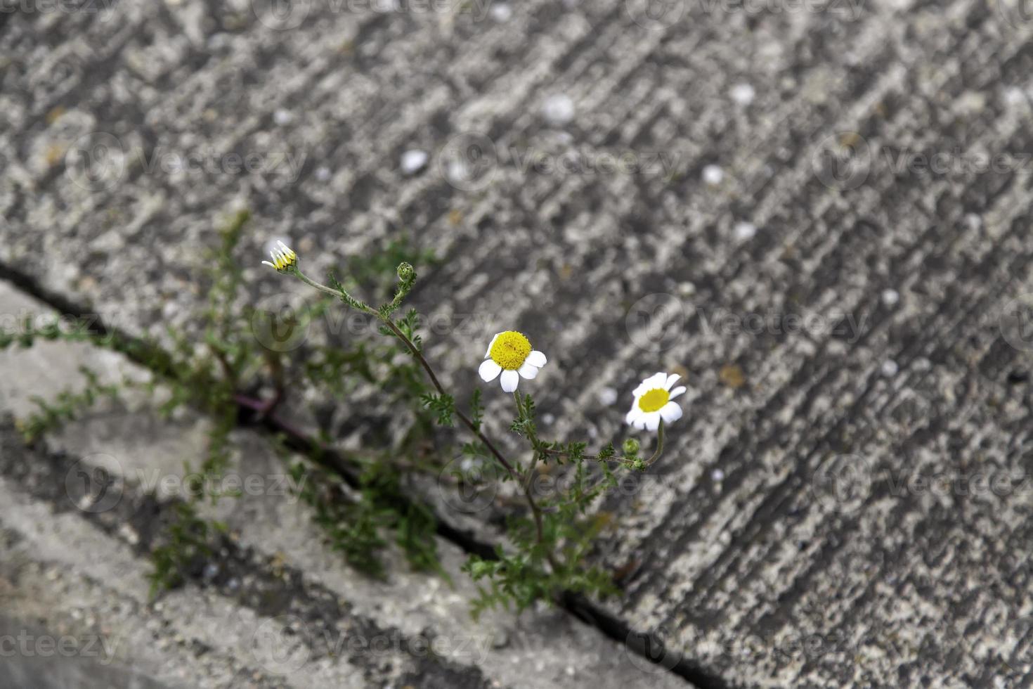 vilda prästkragar i fältet foto