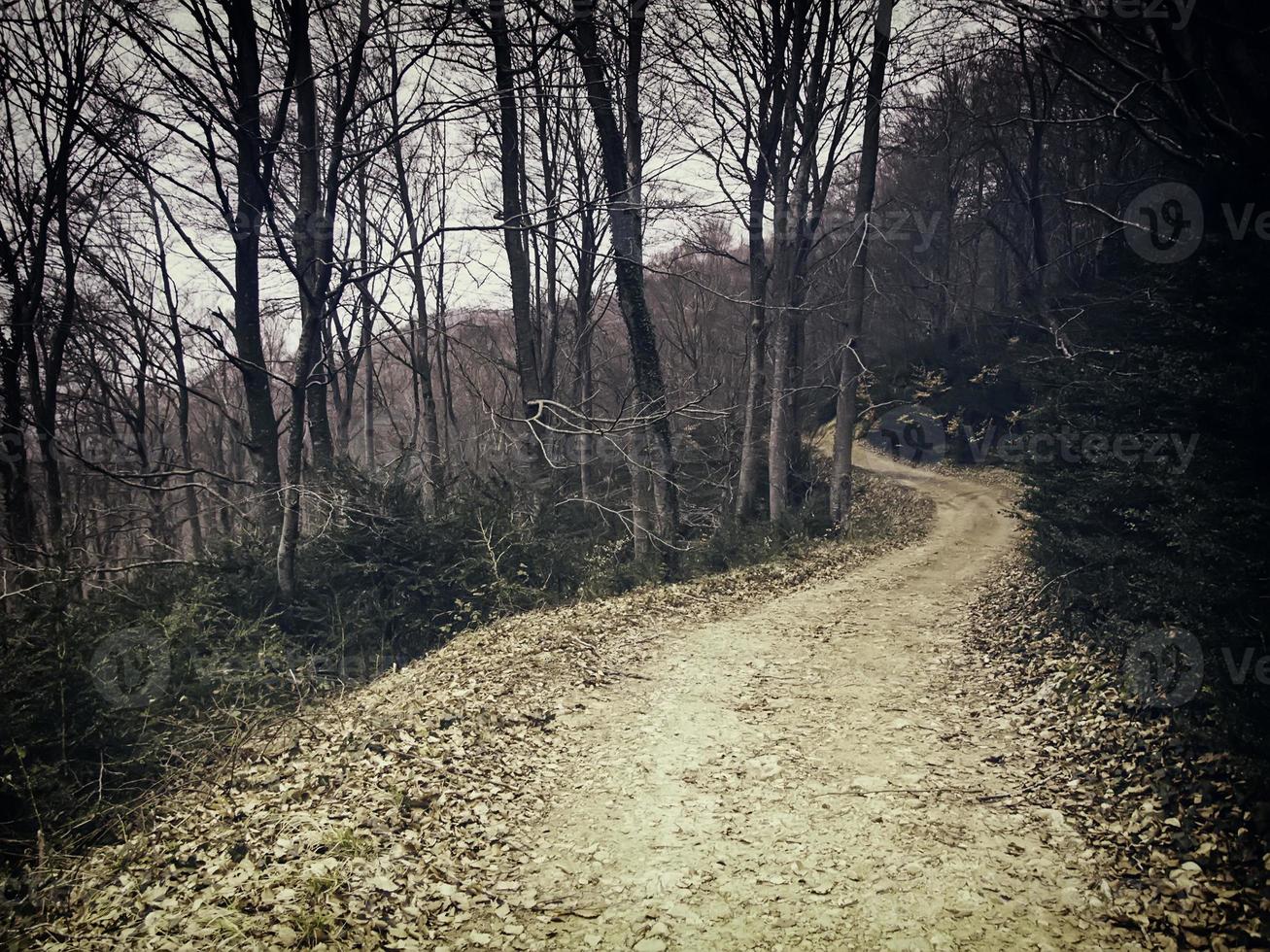 skog i naturen foto