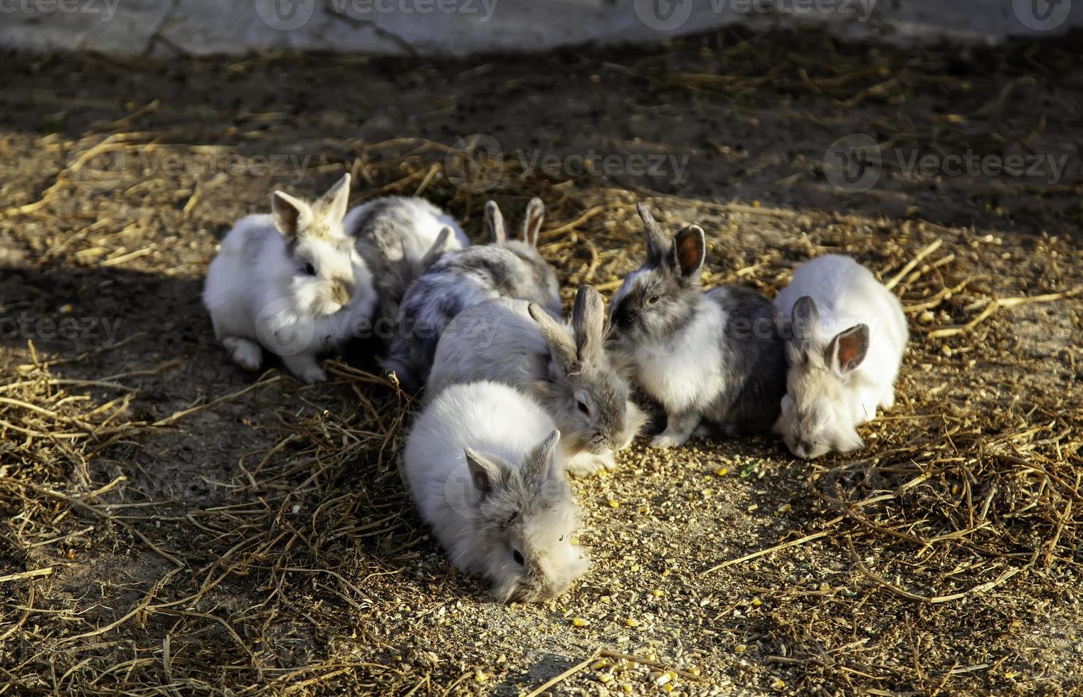 angora fält kaniner foto