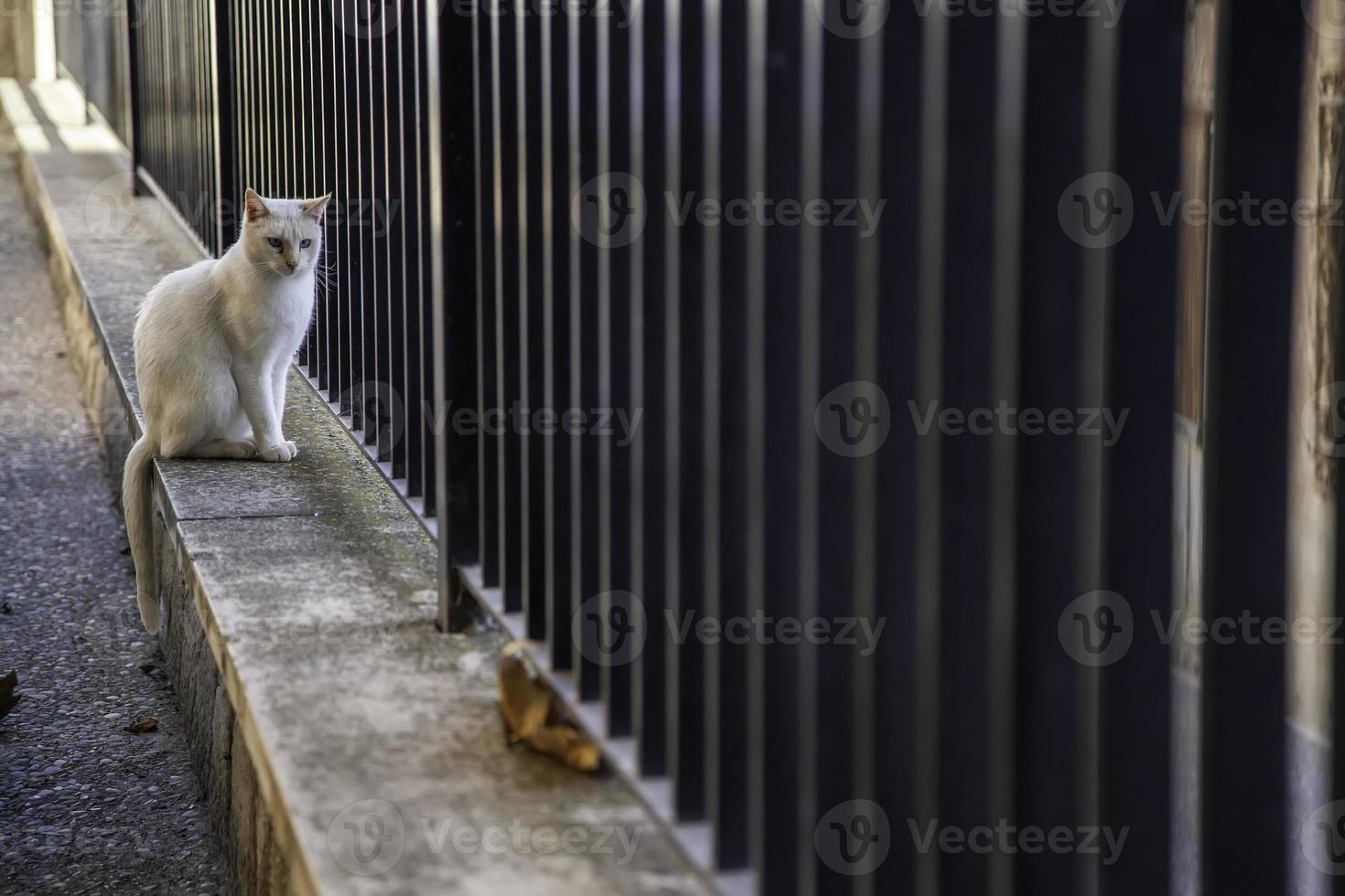 katter på staketet foto